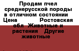 Продам пчел среднерусской породы в отличном состоянии › Цена ­ 3 000 - Ростовская обл. Животные и растения » Другие животные   